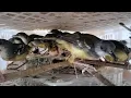 Download Lagu update stok burung terbaru di pasar burung bonjoli tanggulangin harga terjangkau !!!