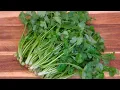 How to Preserve Cilantro Stays Good for 5 Months
