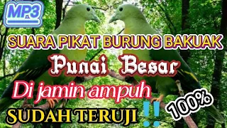 suara pikat burung bakuak punai besar punai raja anggogok cocok untuk nyanggong 