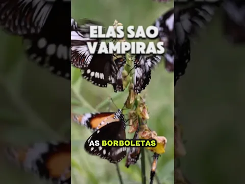 o lado sombrio das borboletas
