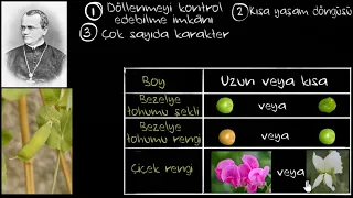 Mendel Neden Bezelyeleri Seçti? | Kalıtım ve Mendel Deneyleri (Fen Bilimleri)