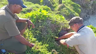 Lesser night gecko translocation