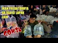 Download Lagu HARGA TERBARU IKAN ALAM PREDATOR BRACKISH TANKMATE TERMUR4H HANIF PASAR IKAN HIAS JATINEGARA 