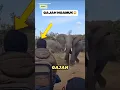Download Lagu Gajah ini mengamuk, tapi endingnya...