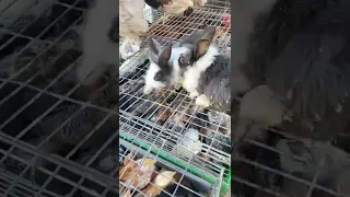 سوق المنصف باي تونس 