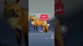 الثعلب في الحلم يدل علي عدو ماكر حولك فاحذر من أعدائك 