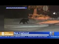 Bear Captured In Simi Valley