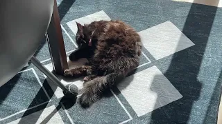 sophie has the wiggles