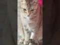 Download Lagu LaGi SaNtAi KaWaN~🗿👍🏻 #shorts #trending #viral #memes #cat #fyp #random #repost #video #malaysia