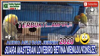 Download SUARA MASTERAN LOVEBIRD BETINA MENUJU KONSLET terbaru MP3