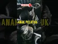 Download Lagu SUARA ANAK Pelatuk Bawang beras