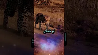 لسانك حصانك   ان صنته صانك     دندنها