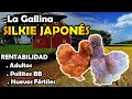 Descubre el Poder de las Gallinas Silkie Japonesas
