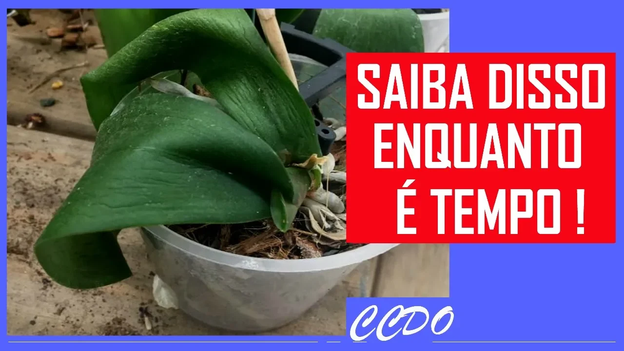 ORQUÍDEAS COM FOLHAS MURCHAS E ENRUGADAS/ CAUSAS E PREVENÇÃO