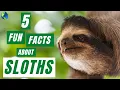 SLOTH 5 Fun Facts About Sloths