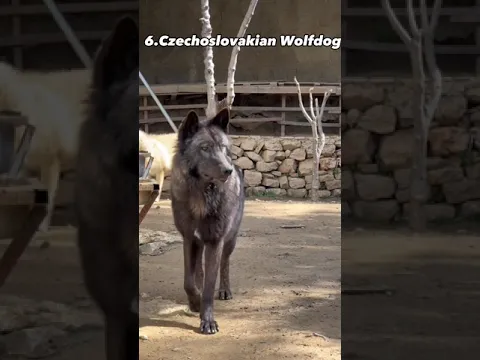 World's most dangerous dog's breeds 🐕#shorts