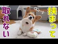Download Lagu The fate of a corgi who got stuck in a doughnut hole