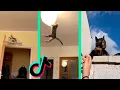 Download Lagu oh no oh no oh no no no song - CAT TIKTOK COMPILATION part 2