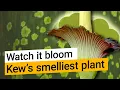 Titan arum: Watch Kew’s smelliest plant bloom