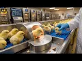Inside a Modern Poultry Hatchery How Millions of Chicks Are Born Full Process