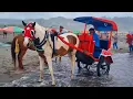 Download Lagu NAIK KUDA - KUDA DELMAN - NAIK DELMAN DI PANTAI PARANGTRITIS - NAIK DELMAN ISTIMEWA KU DUDUK DIMUKA