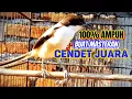 Download Lagu CENDET GACOR BIKIN LAWAN EMOSI TOTAL!! MASTERAN CENDET GACOR SUARA 100% AMPUH BUAT MASTERAN JUARA