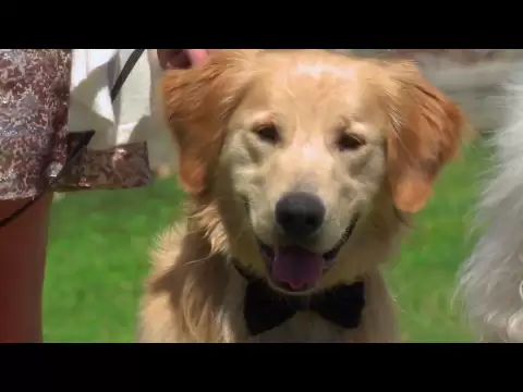 A Christmas Wedding Tail Trailer