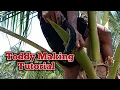 Lagu Tutorial of Coconut toddy making process! #tutorial #satisfying