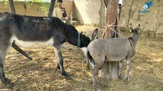 حمير تزاوج البغال تزاوج الحيوانات Donkeys Mating With Mules 