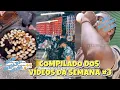 Download Lagu COMPILADO DOS VÍDEOS DA SEMANA #3 (COMIDAS INDIANAS)
