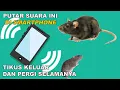 Download Lagu Sudah Terbukti !!! Suara Pengusir Tikus 100% Ampuh
