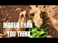 How Big Can Rhino Iguanas Get