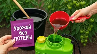 Плодов Больше, а Вершинной Гнили — Ноль! Завязь Спасена!