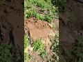 Karınca kararınca