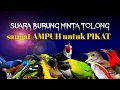 Download Lagu Burung RIBUT untuk PIKAT Segala JENIS Burung LIAR TERAMPUH 2021