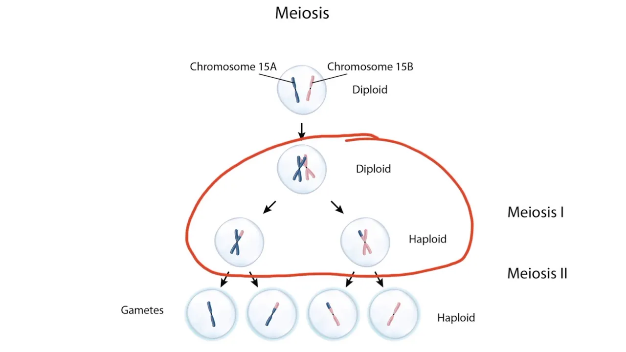 Imprinting and Uniparental Disomy for the USMLE Step 1