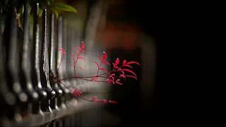 Best Bokeh Lenses - Over 58mm