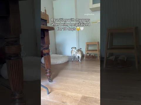 REUNITING with my PUGS after being hospitalized for 10 DAYS 🥹❤️‍🩹 #pug #dog #braintumor