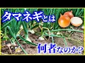 Lagu 【ゆっくり解説】涙が出る科学的な理由とは…「タマネギ」とは何者なのか?を解説/地中で膨らむ“球根”の秘密