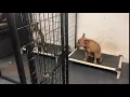Dogs for adoption show off their wait skills WAAL