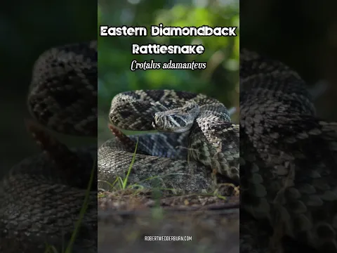 America’s Most Impressive Venomous Snake!