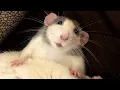 Woman brings home a rat and discovers he s just like a puppy