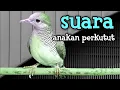 Download Lagu suara anakan perkutut lokal perkutut betina memanggil jantan bagus untuk pancingan