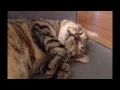 Funny Cat Twitches While Sleeping So Aborable