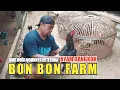 Lagu Berawal dari HOBI akhirnya BETERNAK Ayam Bangkok! #bonbonfarm #ayambangkok
