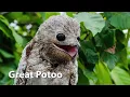 Download Lagu Suara Burung Hantu (potoo yang bagus)