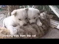 Cute Puppies Mom Is A Cat Kritter Klub