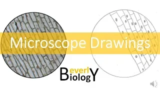 Proper Microscope Drawings and Observations