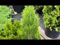 Emerald Green arborvitae What to look for when buying