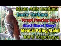 Download Lagu Suara Anis Cendana Gacor Jernih Ampuh Pancing Bunyi